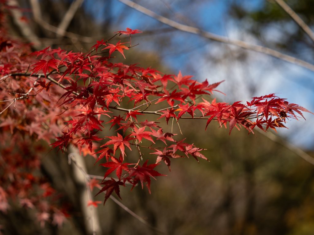 Feuilles-Automne-Érable-rouge Feuilles rouges d’érable japonais