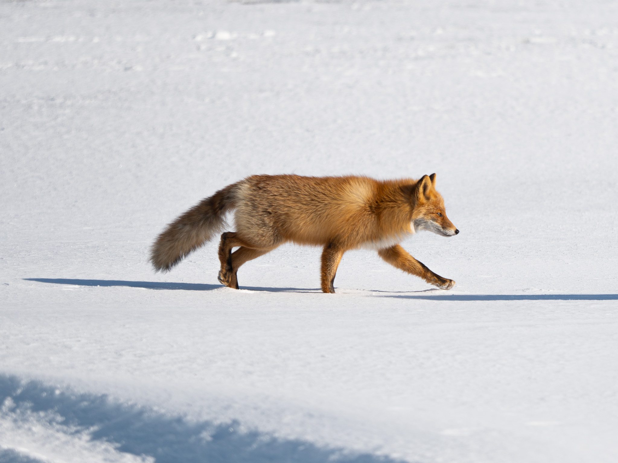 Hiver-japon-neige-renard